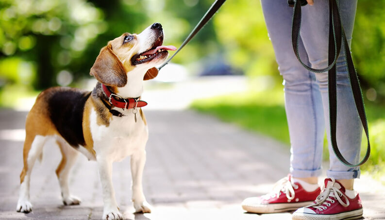 cachorro passeio parque 0617 1400x800 1 - 5 dicas incríveis de como adestrar o seu cão